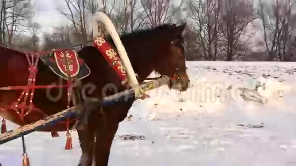 马雪橇阳光明媚的冬日视频的预览图