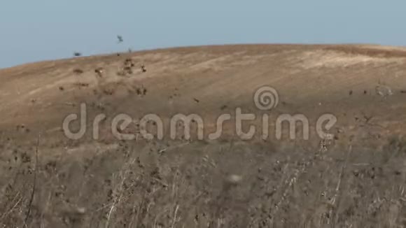 一阵阵风吹向田野干燥的羽毛草视频的预览图