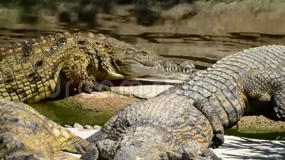 一个阳光明媚的日子鳄鱼从一个天然公园的河里出来视频的预览图