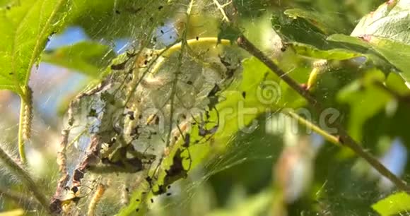 美国毛虫在巢中用丝布和小幼虫视频的预览图