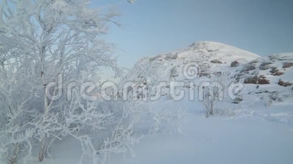 日落时山上覆盖着白雪的树木视频的预览图