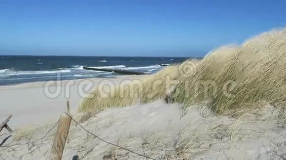 德国格拉穆尔茨波罗的海海滩上的芦苇风穿过芦苇草视频的预览图