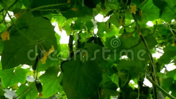 采用滴灌法在温室内种植黄瓜摄像机对黄瓜的接近视频的预览图