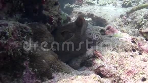 一只章鱼的头部背景五颜六色的珊瑚水下在马尔代夫的海洋视频的预览图
