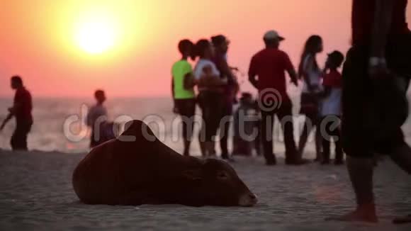 奶牛在海滩上休息视频的预览图