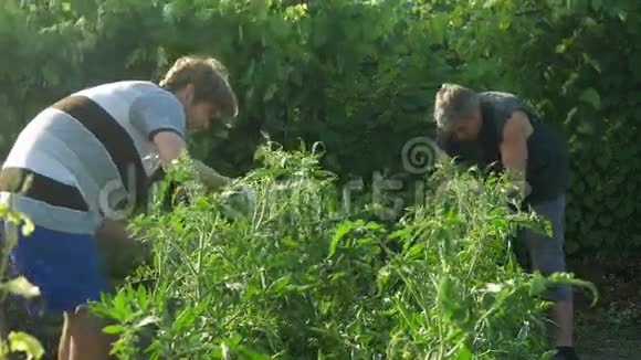 两个男人关心和清洁灌木番茄检查植物的质量视频的预览图
