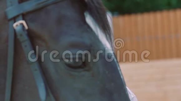 漂亮的年轻女孩走到友好的马前抚摸它的鼻子慢慢地视频的预览图