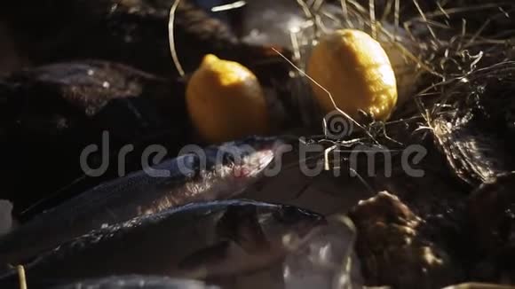 很多大牡蛎和鲜鱼躺在冰上视频的预览图