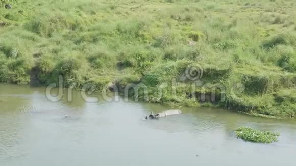 犀牛在河里游泳尼泊尔奇旺国家公园视频的预览图
