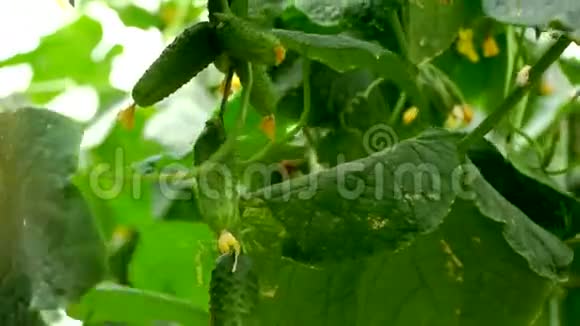 在温室里收获黄瓜手从树枝上取出黄瓜视频的预览图