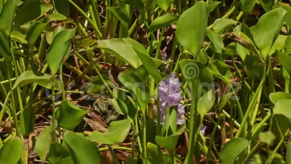 紫罗兰色的水葫芦花在长叶间视频的预览图