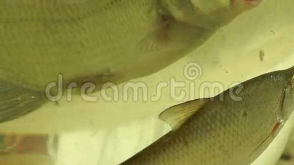 两条鱼在碗里一条带红眼视频的预览图