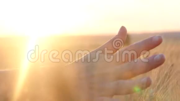 日落时分一个女人的手穿过一片麦田抚摸着麦穗视频的预览图
