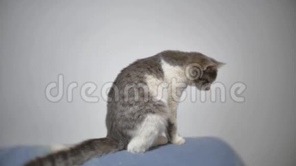 灰色沙发上的漂亮猫在室内关闭慢动作视频宠物视频的预览图