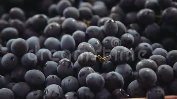 深蓝色的葡萄一串串的葡萄视频的预览图