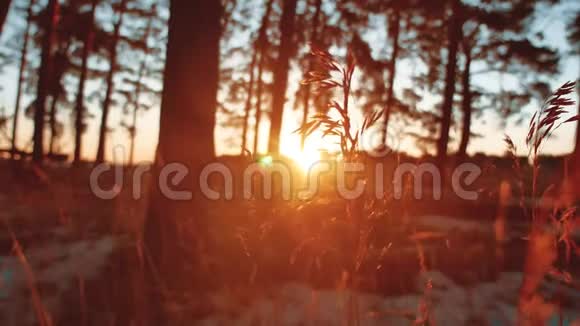 清晨干草松林日出冬天美丽的松林阳光透过树木照耀大自然视频的预览图