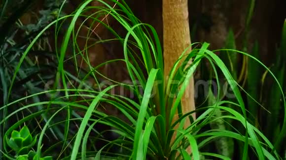 热带岛屿上生长着一种新的棕榈树视频的预览图