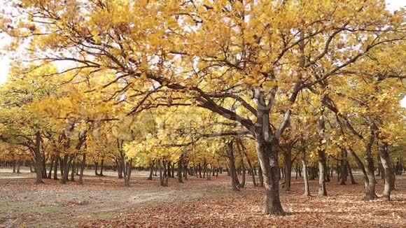 公园里的秋树视频的预览图