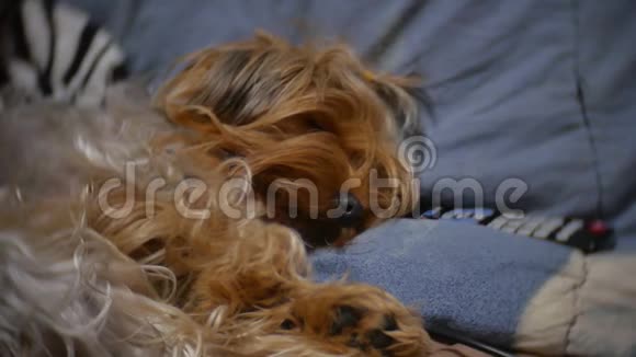 毛茸茸的老狗睡在电视遥控器旁边的沙发上宠物狗在室内乱糟糟的慢动作视频视频的预览图
