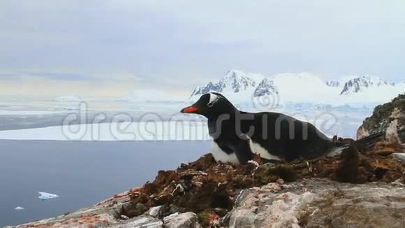 在南极半岛的海洋和山脉背景下古图企鹅坐在悬崖上视频的预览图