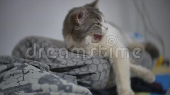 猫睡觉打哈欠放松宠物在熨衣板慢动作视频生活方式室内视频的预览图