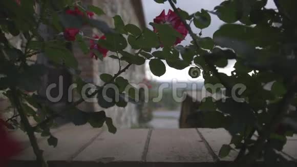 托斯卡纳阴天的红玫瑰视频的预览图
