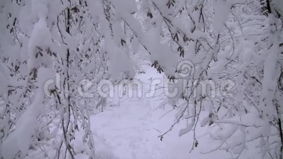 黄狗沿着白雪覆盖的森林奔跑视频的预览图