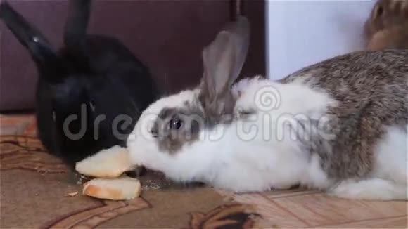 兔子宝宝坐在一起视频的预览图