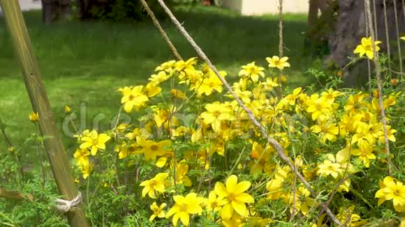 美丽的黄花在风中摇曳视频的预览图