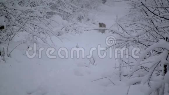 黄狗沿着白雪覆盖的森林奔跑视频的预览图