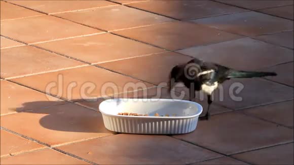 喜鹊鸟吃湿食物视频的预览图