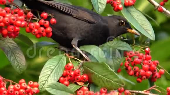 以红色浆果为食的小黑鸟视频的预览图