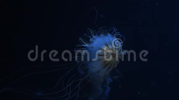 一只水母在蓝色光线下游泳视频的预览图