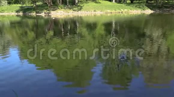 明亮的绿树倒映在镜湖里完美的背景没有人视频的预览图