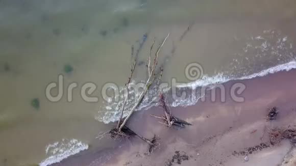 拉脱维亚波罗的海的Jurkalne海滩上死亡松树的鸟瞰图视频的预览图