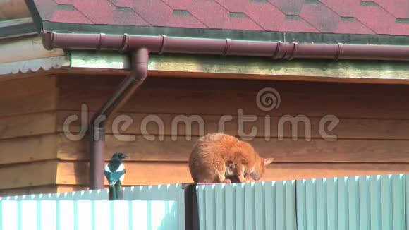 猫和喜鹊坐在金属栅栏上视频的预览图