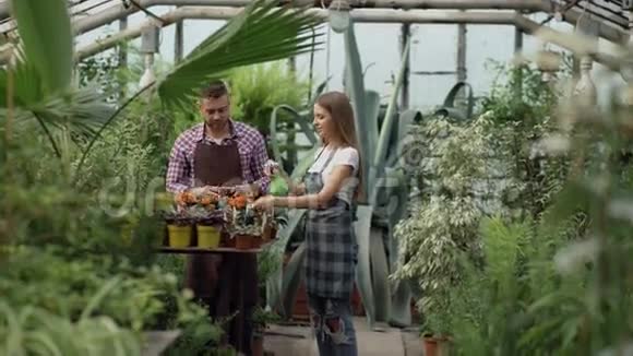 漂亮的夫妇在温室里工作女园丁用围裙给植物浇水而她的丈夫视频的预览图