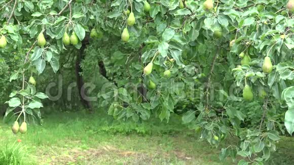梨树枝头结满果实在有机花园里随风飘动4公里视频的预览图