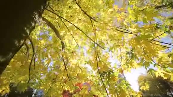 秋天的公园里有五颜六色的美丽树木秋天的黄叶在阳光明媚的日子里太阳的光芒穿过视频的预览图