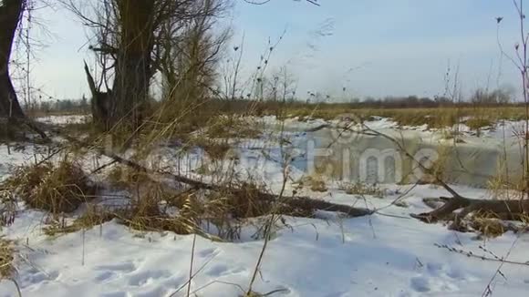 田野溪草冻了雪走了俄罗斯的户外枯树冬天的风景户外的稳定视频的预览图