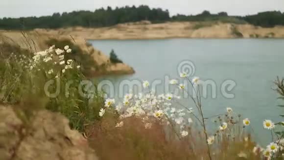 风中的花在湖边视频的预览图