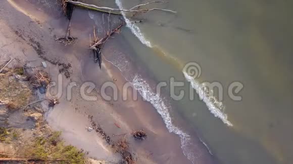 拉脱维亚波罗的海的Jurkalne海滩上死亡松树的鸟瞰图视频的预览图