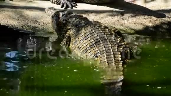在自然公园或动物园里从河里出来的大鳄鱼或鳄鱼视频的预览图