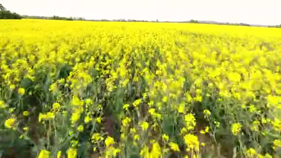 空中视频剪辑飞过油籽黄花的田野视频的预览图
