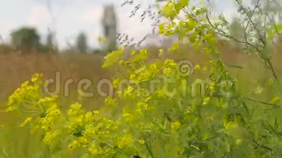 黄花的杂草在风中摇摇晃晃视频的预览图