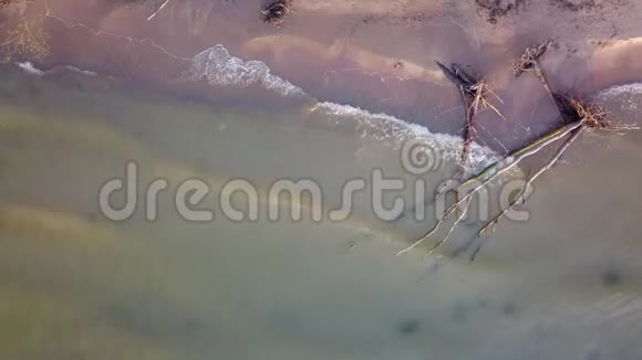 拉脱维亚波罗的海的Jurkalne海滩上死亡松树的鸟瞰图视频的预览图