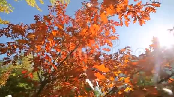 秋天公园有红叶红叶在阳光明媚的日子阳光透过树叶这就是视频的预览图