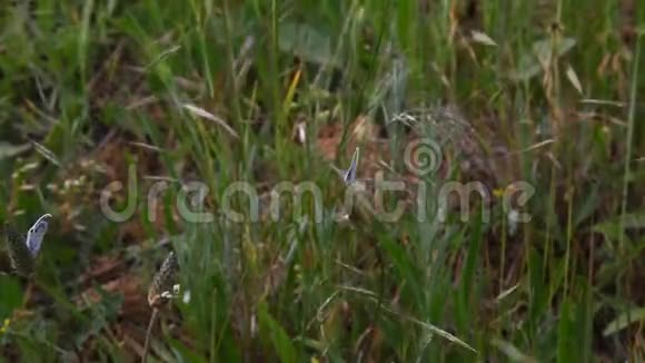 蝴蝶坐在青草和苍蝇的叶子上视频的预览图