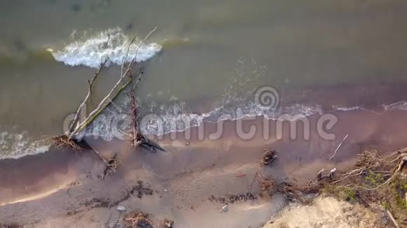 拉脱维亚波罗的海的Jurkalne海滩上死亡松树的鸟瞰图视频的预览图