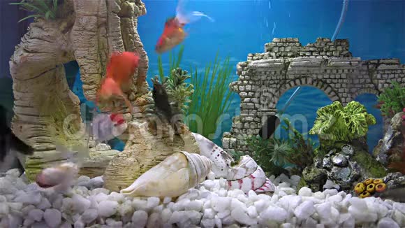 鱼缸里的鱼金鱼黑望远镜金鱼视频的预览图